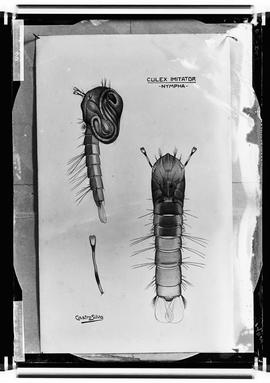 Reprodução de Larva - Culex Imitator (nympha)