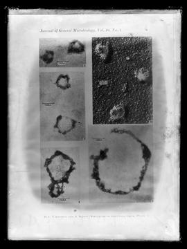 Reprodução de fotomicrografias na publicação "Journal of  General Microbiology, vol. 16, nº ...