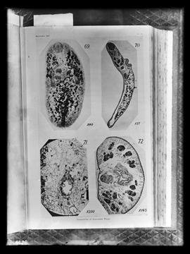 Reprodução de fotomicrografias em publicação "Trematodes of Australian Frogs"