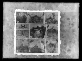 Reprodução de fotomicrografias para publicação
