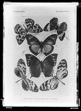 Reprodução de página de publicação "The Entomologist, vol. LXVIII, Plate VI - News forms of ...