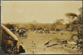 Animais de montaria no acampamento em arranchação de mausuleu