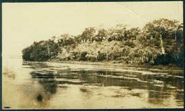 Vegetação [da margem esquerda] do Rio Paraná mostrando a mata e os camalotes flutuantes de Eichom...