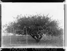 Umbuzeiro ou Imbuzeiro (Spondias Tuberosa)