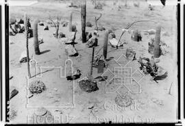 Canteiro com cactáceas da zona seca - preparado pelo sr. A. Löfgren