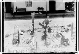 Horto agrícola, cultura de cactáceas