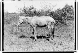Cavalo atacado de sarcoptose, denominado na região como piolho