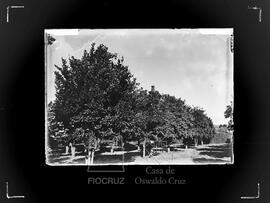 Pomar de laranjeiras