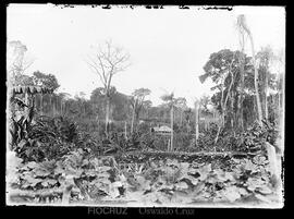 Colônia agrícola para produção de alimento