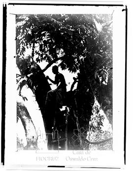 Bochel fazendo capturas de Haemagogus no alto de uma árvore na Colômbia