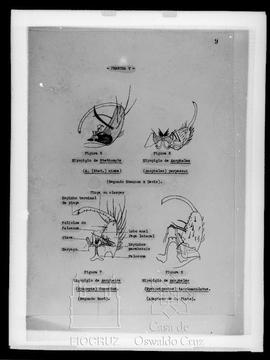 Desenho de partes de Anopheles e Stethomyia