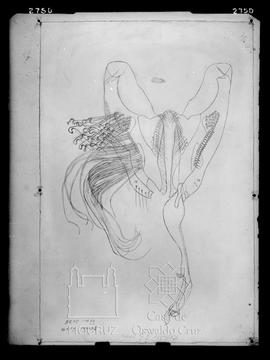 Desenho de parte de mosquito: genitália de W. Brucei