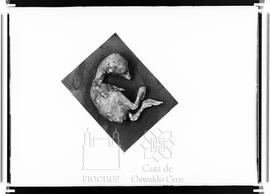Manual de vacina: embrião de galinha com pústulas