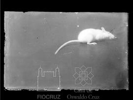 Pequeno roedor de laboratório