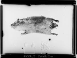 Pequeno roedor de laboratório com Leishmaniose