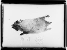 Pequeno roedor de laboratório com Leishmaniose