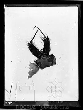 Estudo em Inseto (megarhinus purpureus)