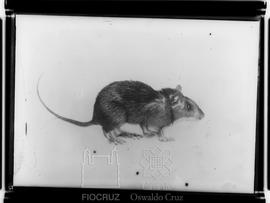 Pequeno roedor de laboratório com Malária