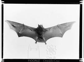 Morcego inoculado