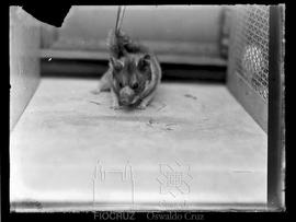 Estudos em pequeno roedor de laboratório