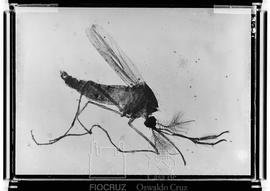 Janthinosoma (inseto)