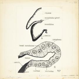 Localização e visão histológica da glândula mandibular