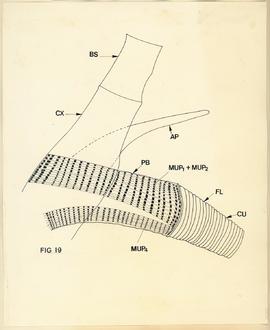 Anatomia de cracas - Fig 19