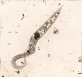 Estágio de epimastigota observado em T. pseudomaculata