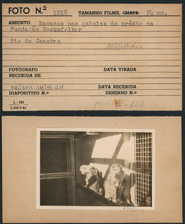 Macacos nas gaiolas do prédio da Fundação Rockefeller