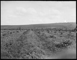 Fazenda de café em Cambará (PR)