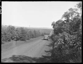 Automóvel ao lado de cafezal no caminho entre Cambará e Jacarezinho - Jacarezinho (PR)