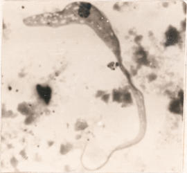 Estágio de epimastigota observado em T. sordida