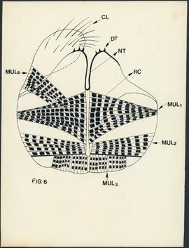 Anatomia de cracas - Fig 6