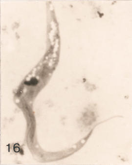 Epimastigotas observados em Triatoma rubrovaria
