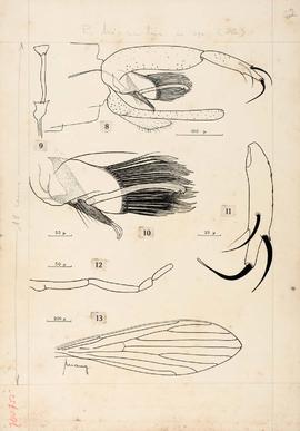 Flebotomus hirsutus, atual Psychodopygus hirsutus (Mangabeira, 1942)