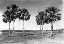 Carnaubeira (copernicia prunifera) na Fazenda da Cruz da Dona Benedita (PI)