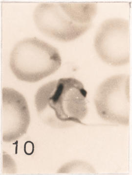 Tripomastigota sangüínea em porquinho-da-índia