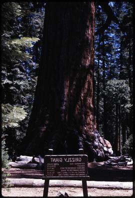 Mariposa Grove, no Parque Nacional de Yosemite
