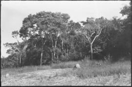 Floresta - Campo Belo (MG)