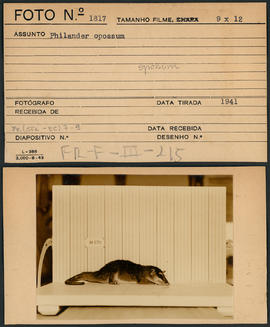 Philander opossum