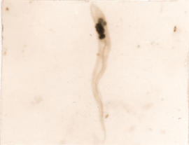 Estágio de epimastigota observado em R. prolixus