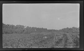 Leprosário Nacional do Japão: distrito agrícola