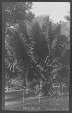 Leprosário da Ilha de Chacachacare