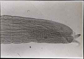 Detalhes de espécime