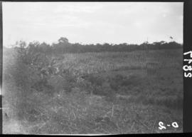 Campo de milho mostrando a capoeira ao fundo e um tronco alto e morto comprovando que o terreno a...