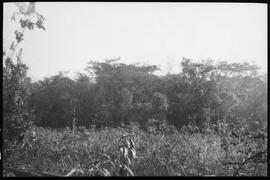Mata próxima à residência na Fazenda São Francisco - Uberaba (MG)