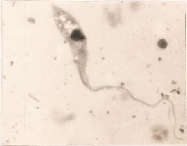 Estágio de epimastigota observado em T. infestans
