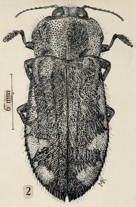 Hypoprasis harpagon Fairmaire & Germain, 1864