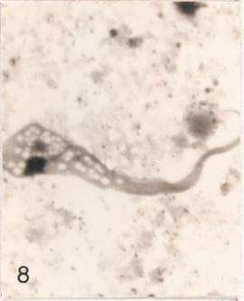 Epimastigotas observados em Triatoma infestans
