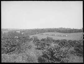 Visão da Fazenda Nova Gales - Paraná